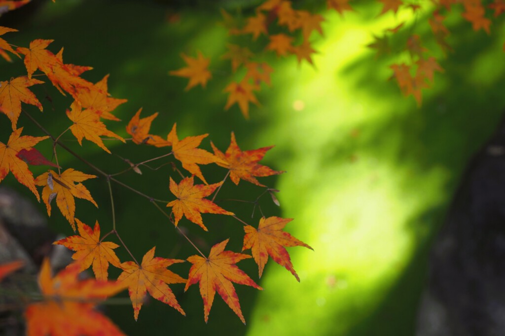 紅葉と水Ⅲ