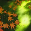 紅葉と水Ⅲ