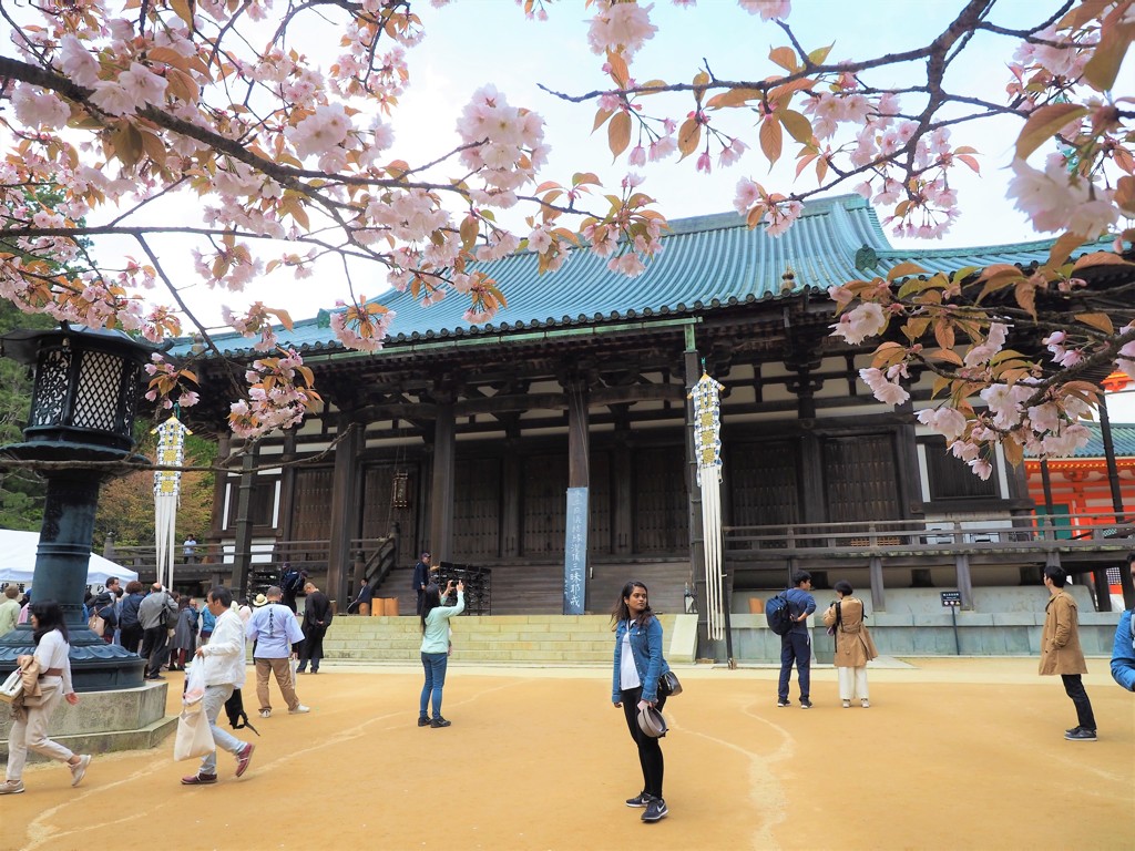 まだ桜の高野山Ⅱ（たたずむ外国人旅行者）