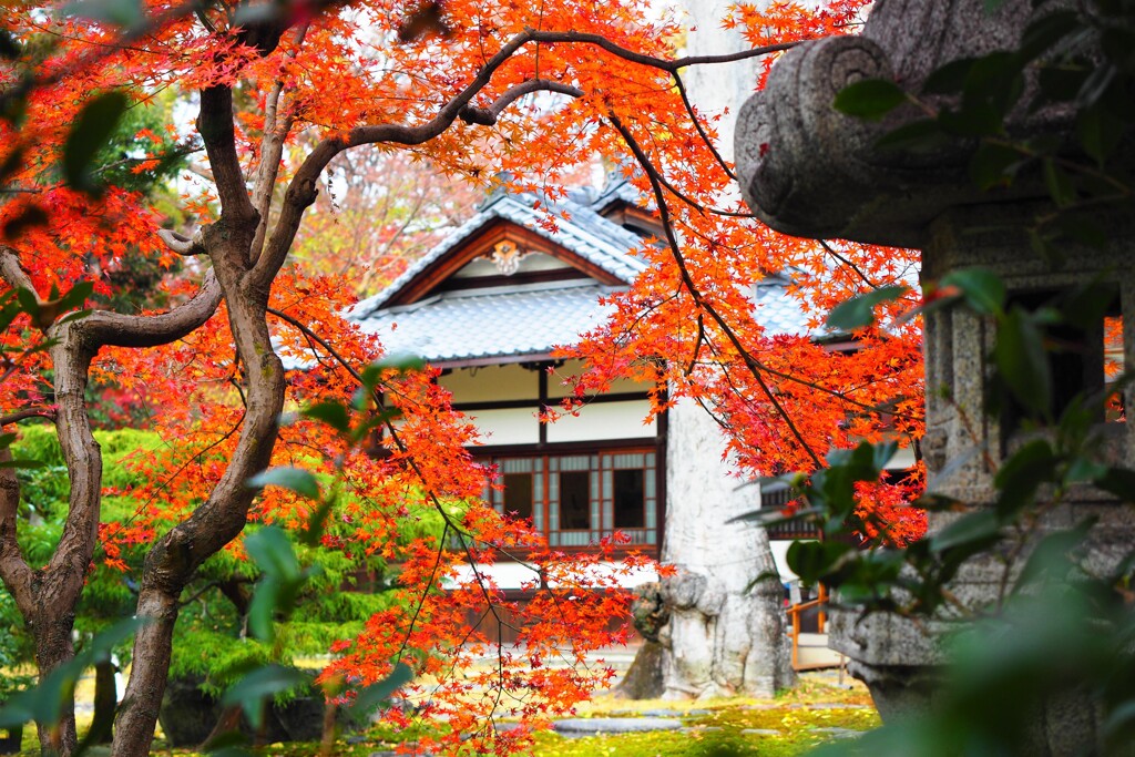 紅葉　旧三井家下鴨別邸