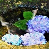 跳ねる水滴と紫陽花
