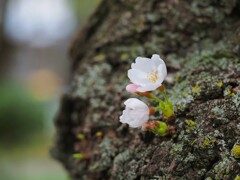 小さな桜が咲く場所