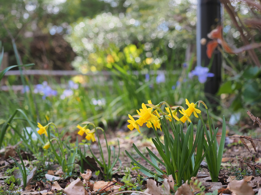 春　の　花壇