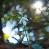 待雪草Ⅳ　木漏れ日