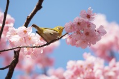 メジロと桜Ⅰ