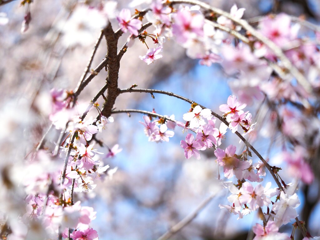 富士枝垂桜Ⅲ　アーチを覗く