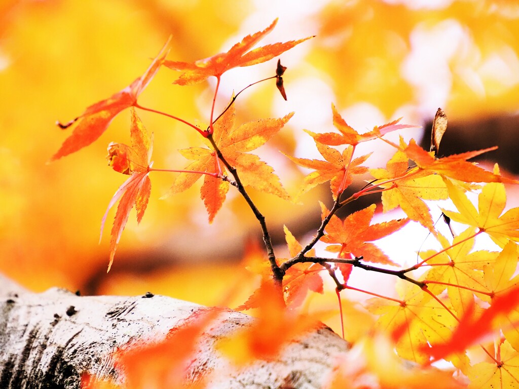 紅葉Ⅱ　オレンジ