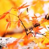 紅葉Ⅱ　オレンジ