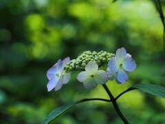 森の紫陽花　Ⅱ