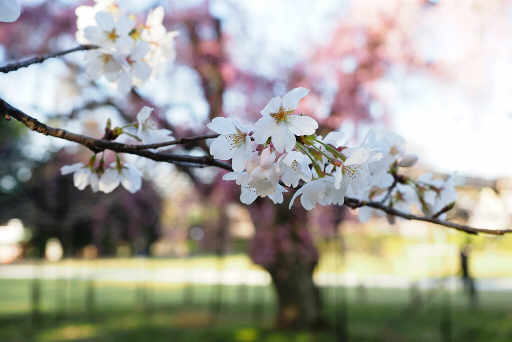 上賀茂神社　朝の桜Ⅱ