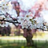 上賀茂神社　朝の桜Ⅱ