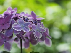 やわらかい紫　紫陽花