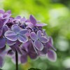 やわらかい紫　紫陽花