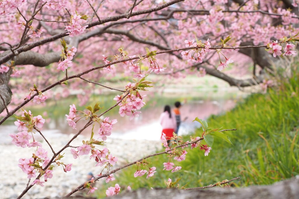 河津桜Ⅲ