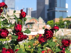 街と赤いバラⅠ　中央公会堂