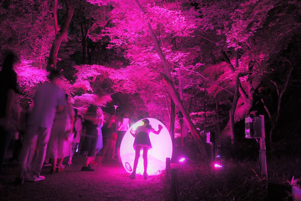 下鴨神社　糺の森　紫