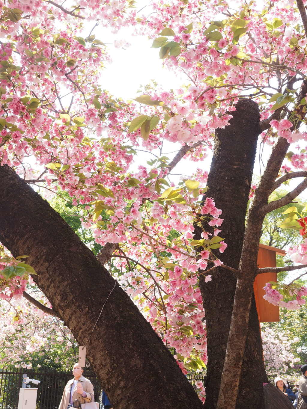 造幣局　桜Ⅶ