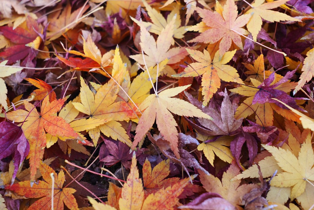 秋の景色Ⅱ　紫