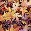 秋の景色Ⅱ　紫