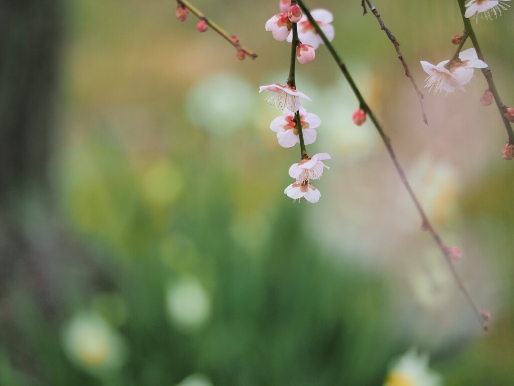 梅と水仙　Ⅰ