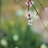 梅と水仙　Ⅰ