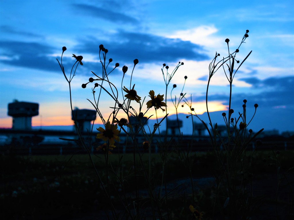 夜をまつ花