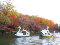 井の頭公園　スワン