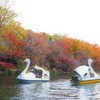 井の頭公園　スワン