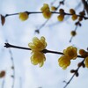 正月の蝋梅