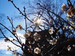 城壁と梅と空