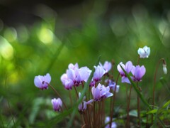 秋の小さな花Ⅲ