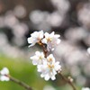 冬の桜　明るい感じで