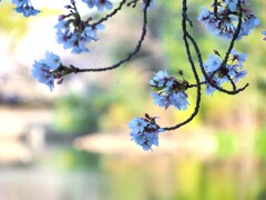 水と桜Ⅱ