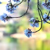 水と桜Ⅱ