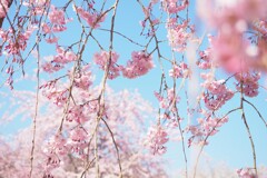 京都　桜　Ⅰ　空