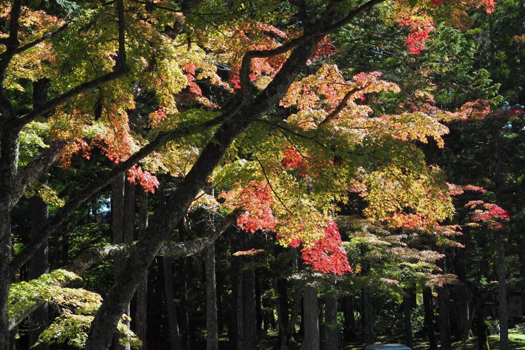 高野山　秋　Ⅱ