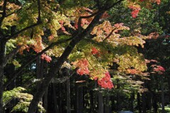 高野山　秋　Ⅱ