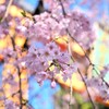 桜　平野神社Ⅳ　鳥居