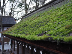 こけ　河合神社