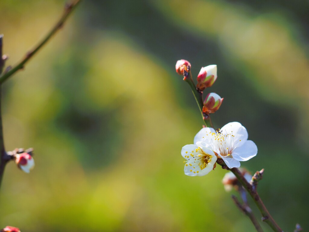 梅　ふつーに正面から