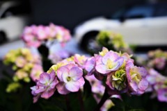 街の紫陽花Ⅰ　クーパー