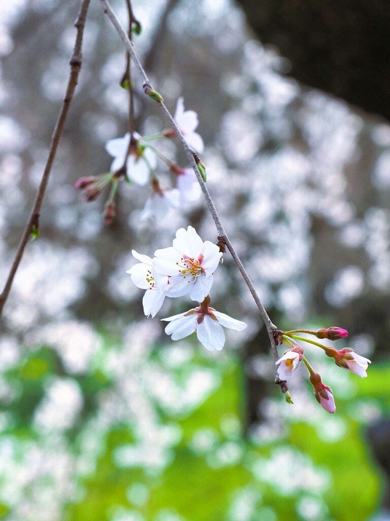 しだれが雪のように