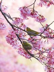 桜にメジロ　Ⅲ