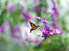 蜜を求めてⅡ