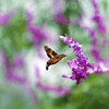 蜜を求めてⅡ