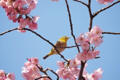 メジロと桜Ⅲ