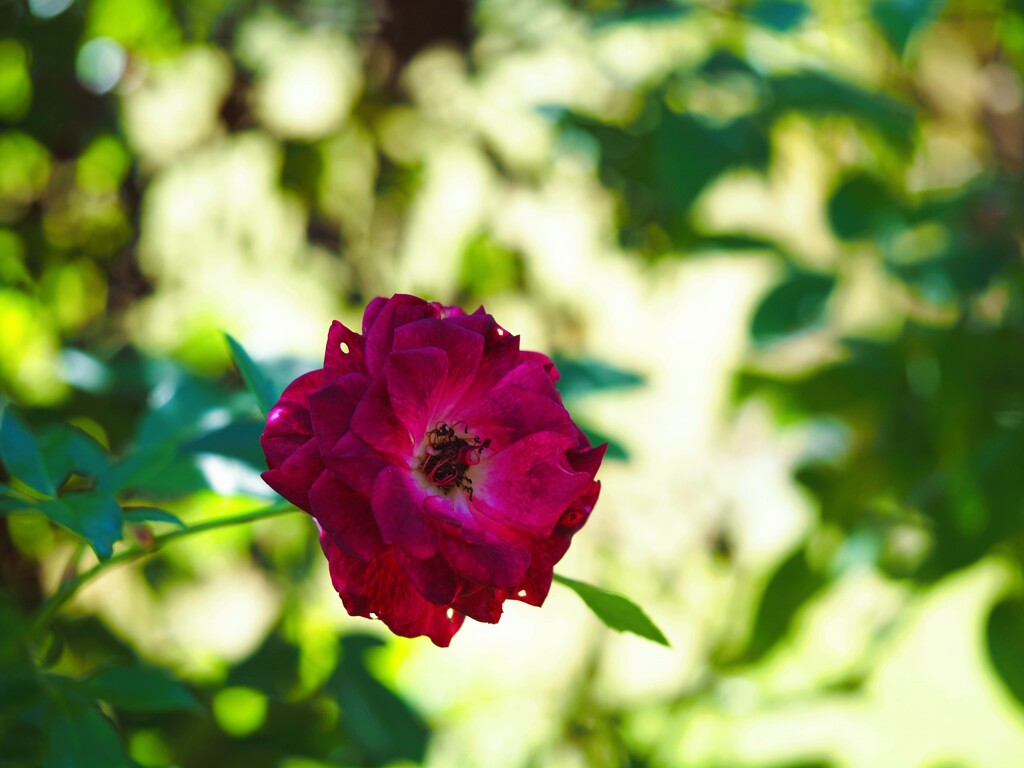 陰に咲く花『薔薇』