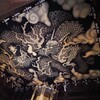 さよなら辰年Ⅰ