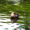 水に浮かぶ秋「カモ」