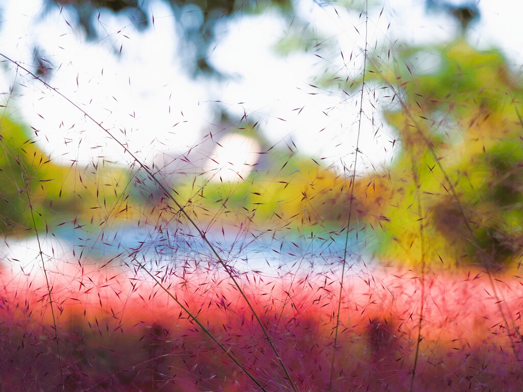 ふわふわⅡ　ピンクミューリー